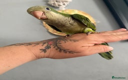 Parrots birds for sale: Hand reared baby Quaker parrots 3left ‼️ - Image 2