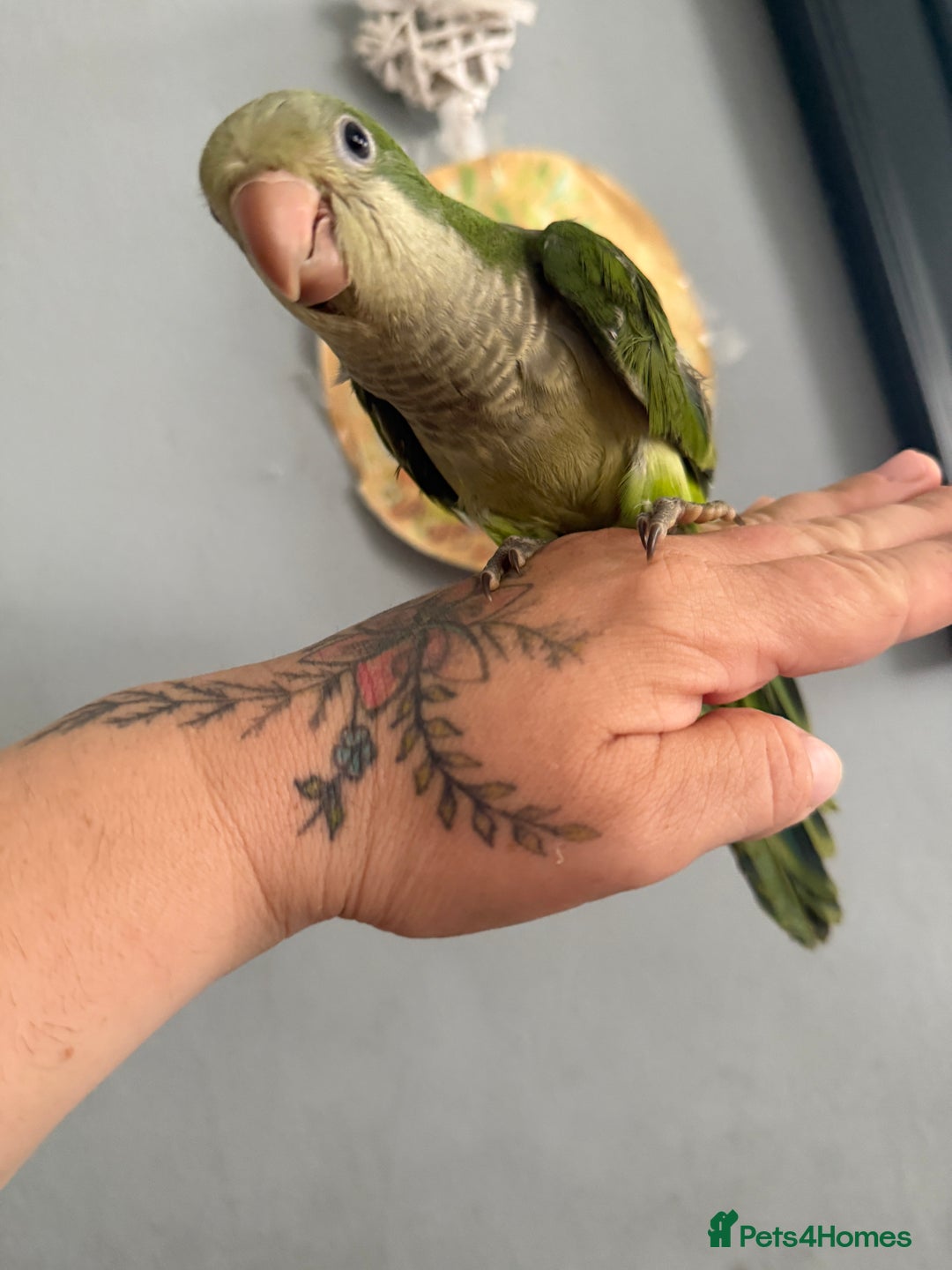 Parrots birds for sale: Hand reared baby Quaker parrots 3left ‼️ - Image 2