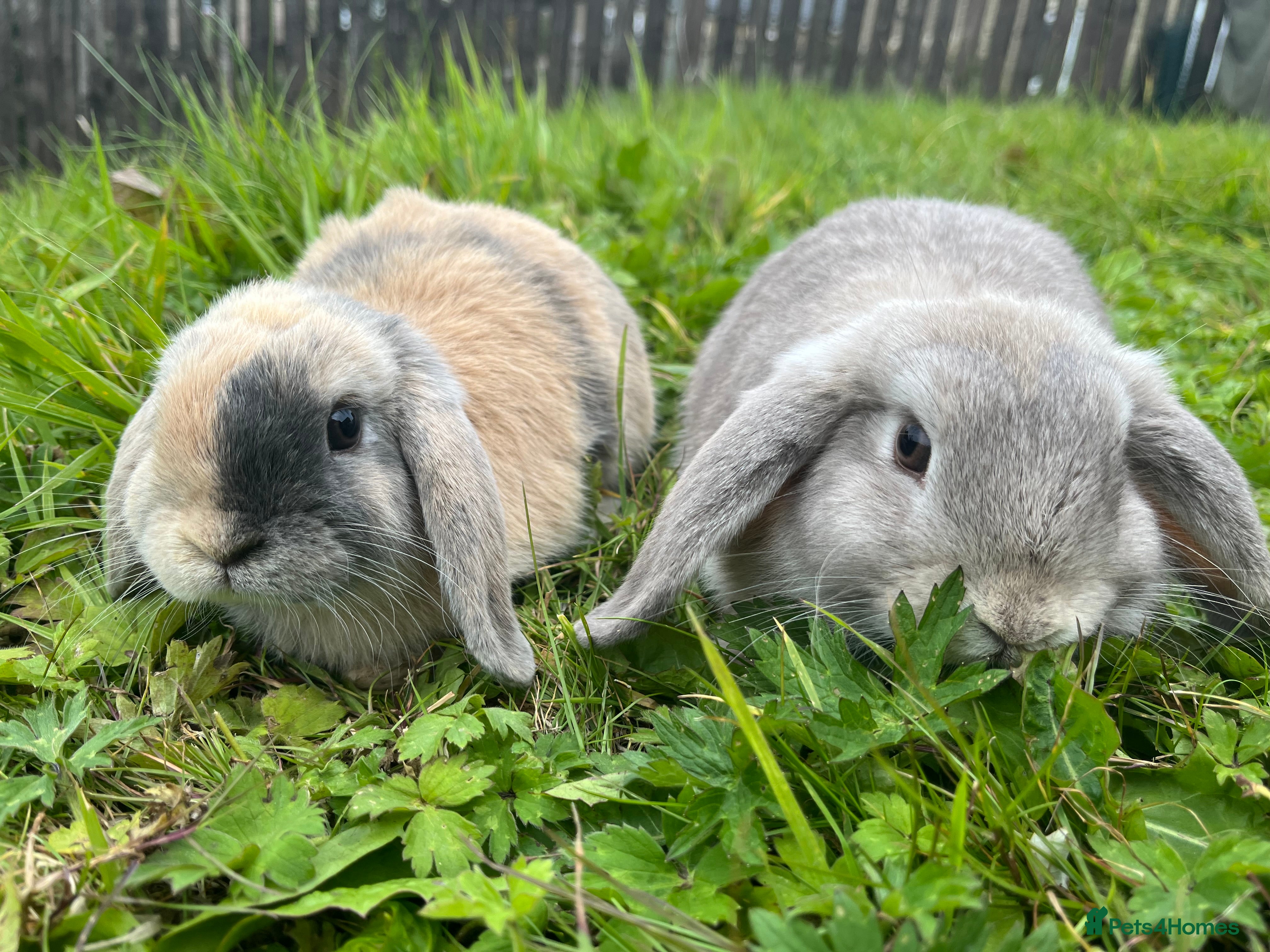 Mini Lop rabbits 2 Rabbits - Advert 12