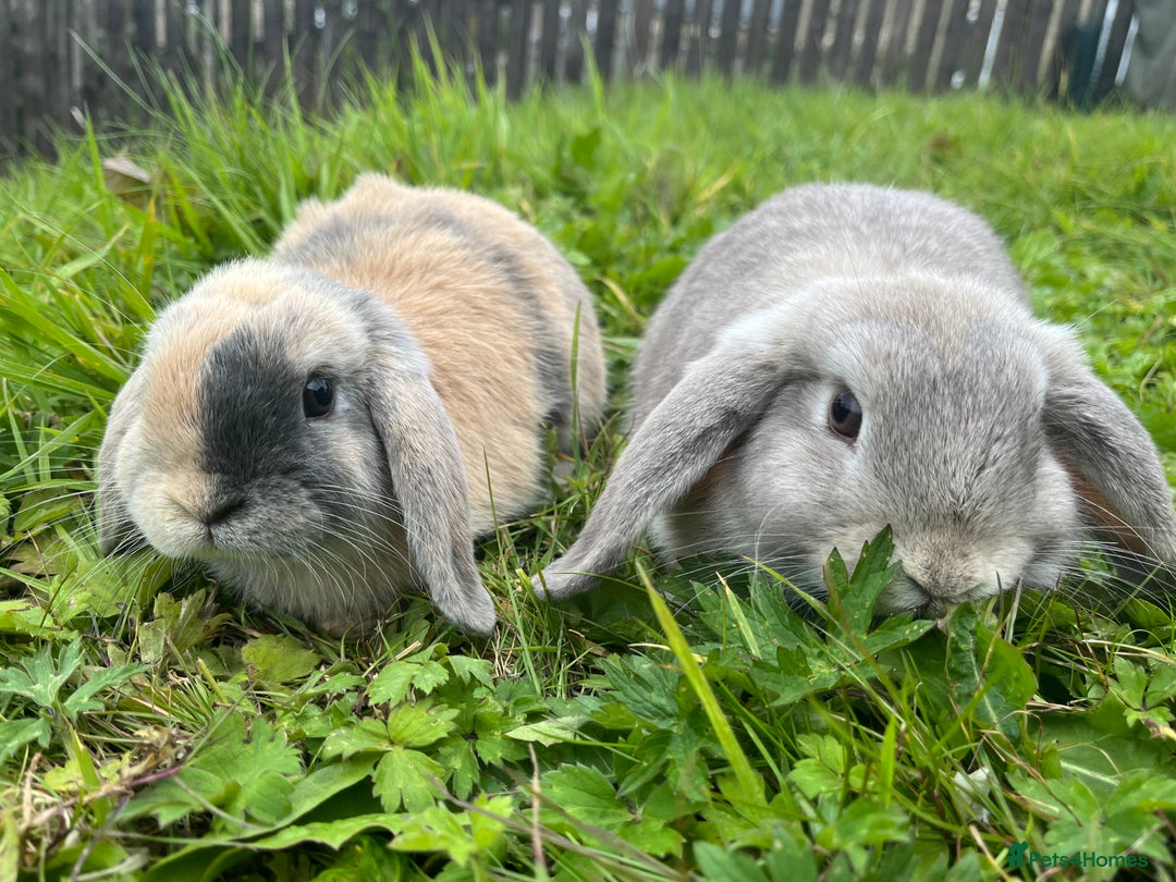 Mini Lop rabbits for sale: 2 Rabbits - Advert 1