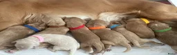 Cocker Spaniel dogs for sale: Beautiful Cocker Spaniel Puppies - Advert 20