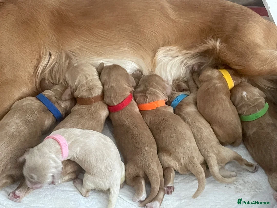 Cocker Spaniel dogs for sale: Beautiful Cocker Spaniel Puppies - Advert 20