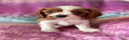 Cavalier King Charles Spaniel dogs for sale: Cavalier Puppies - Advert 6