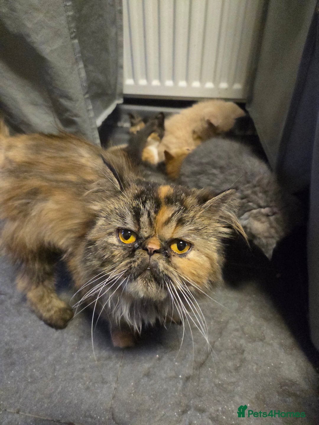 Persian cats for sale: Half persian kittens - Image 6
