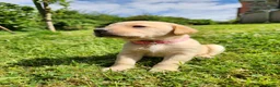 Labrador Retriever dogs for sale: Quality KC Fox Red Labradors  - Advert 6