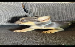 French Bulldog dogs for sale: Premium French Bulldog Puppies  - Advert 4