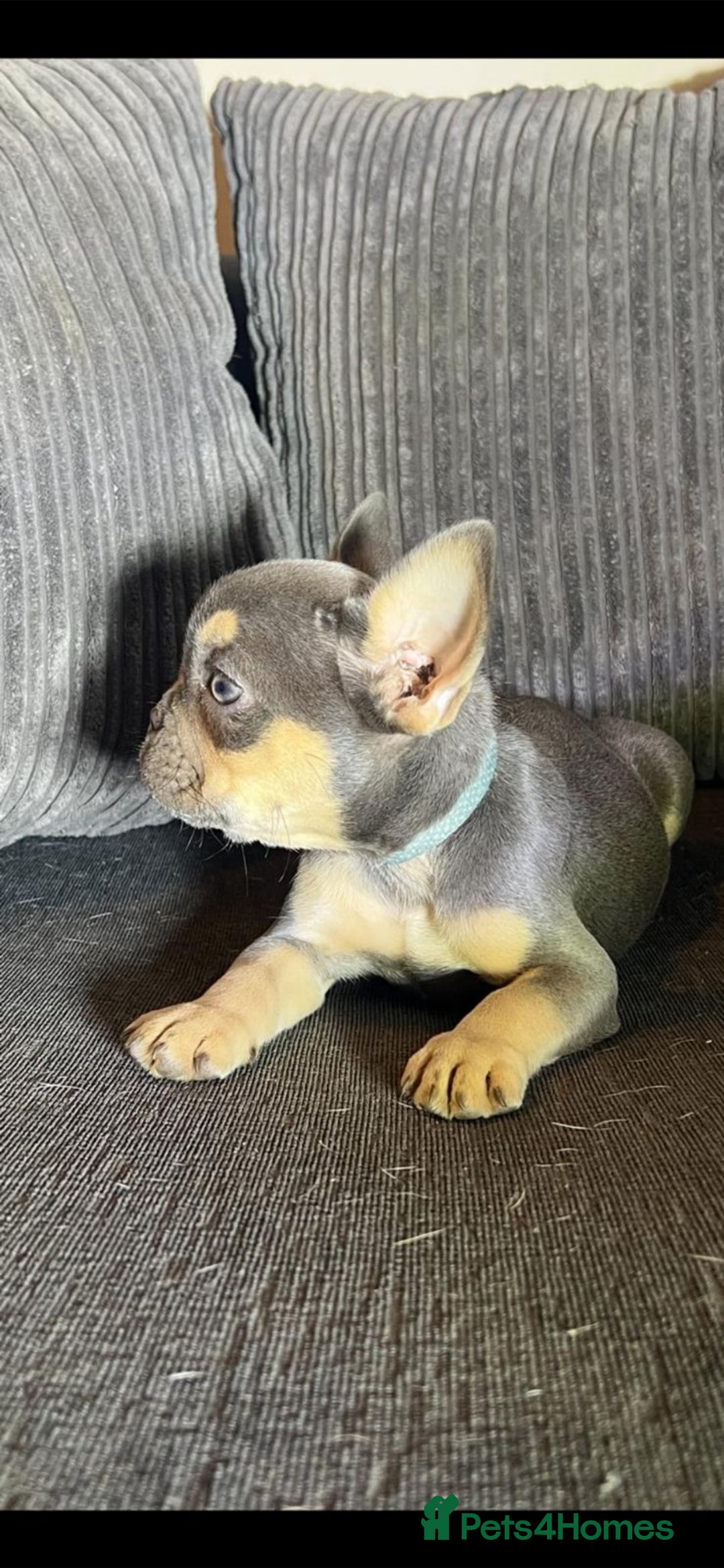 French Bulldog dogs for sale: Premium French Bulldog Puppies  - Advert 4