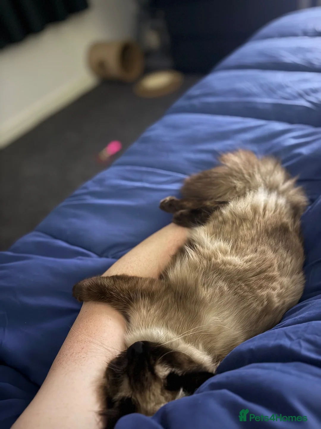 Ragdoll cats for sale: 1 year old ragdoll for re-homing - Advert 2