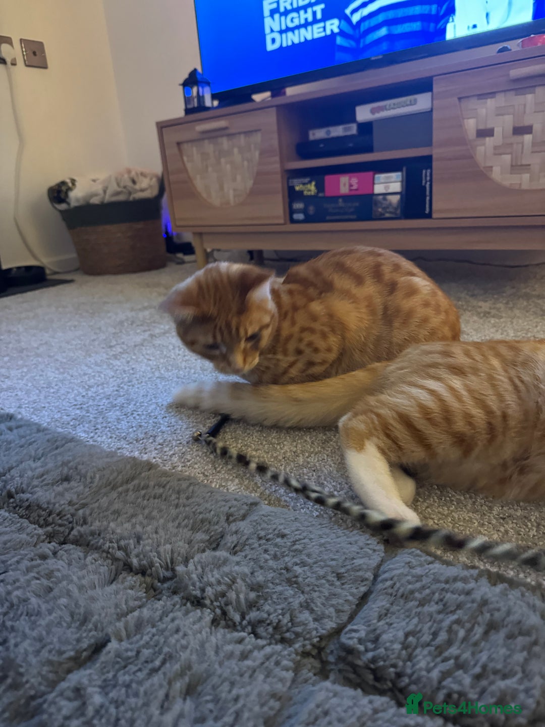 Domestic Shorthair cats for sale: Two boys available  - Advert 8