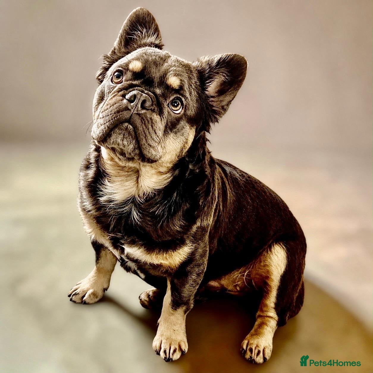 French Bulldog dogs for sale: KC registered beautiful fluffy French Bulldogs - Advert 1