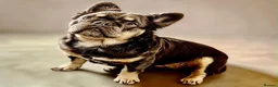 French Bulldog dogs for sale: KC registered beautiful fluffy French Bulldogs in Hailsham - Advert 1