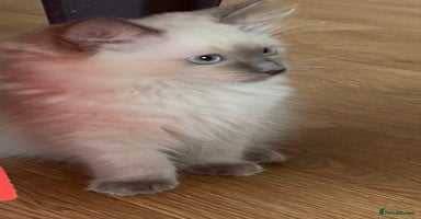 Ragdoll cats - Advert 12