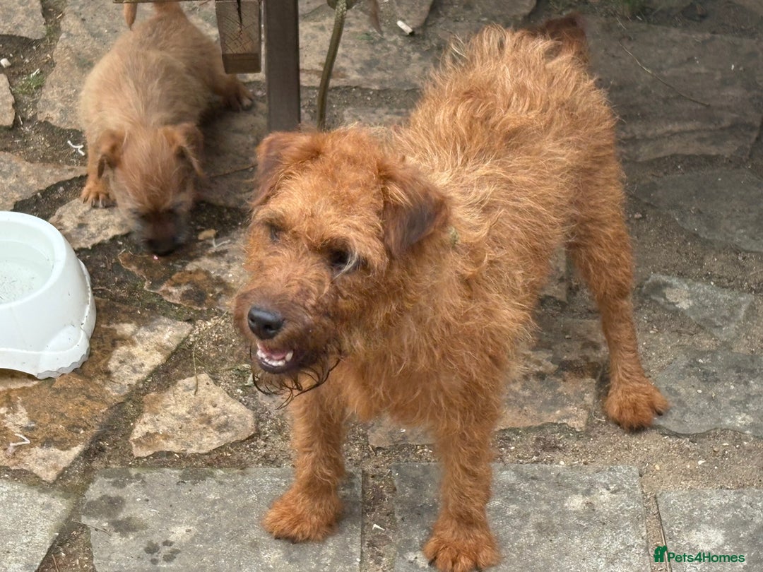 Mixed Breed dogs for sale: Working Lakeland x Patterdale  - Image 19