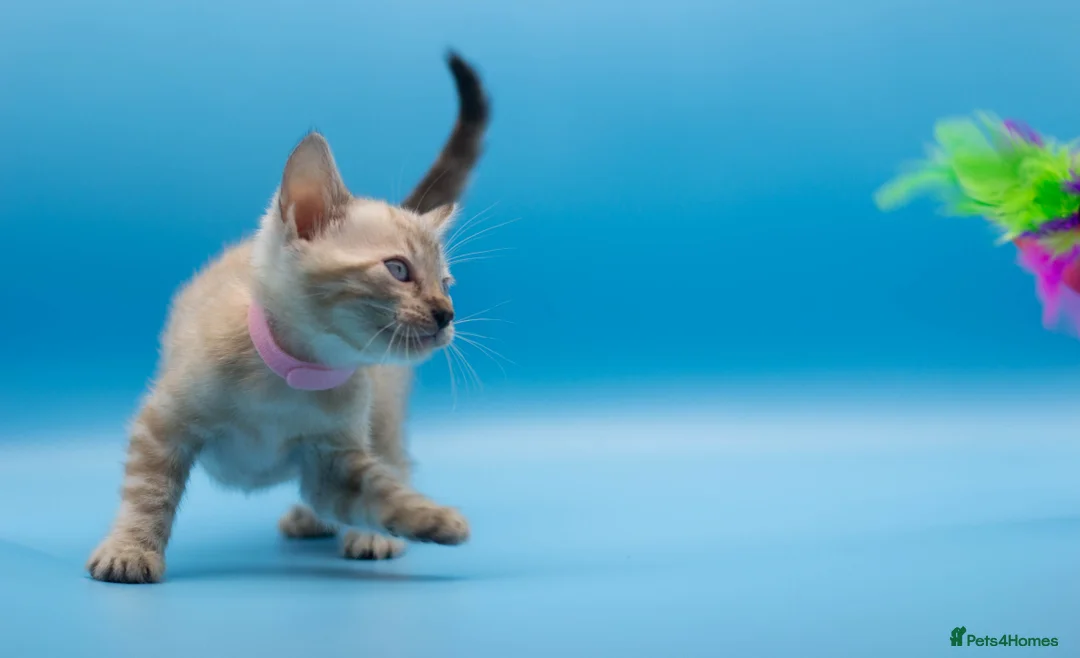 Bengal cats for sale: Snow Lynx Bengal Kittens–Available for Reservation - Advert 16