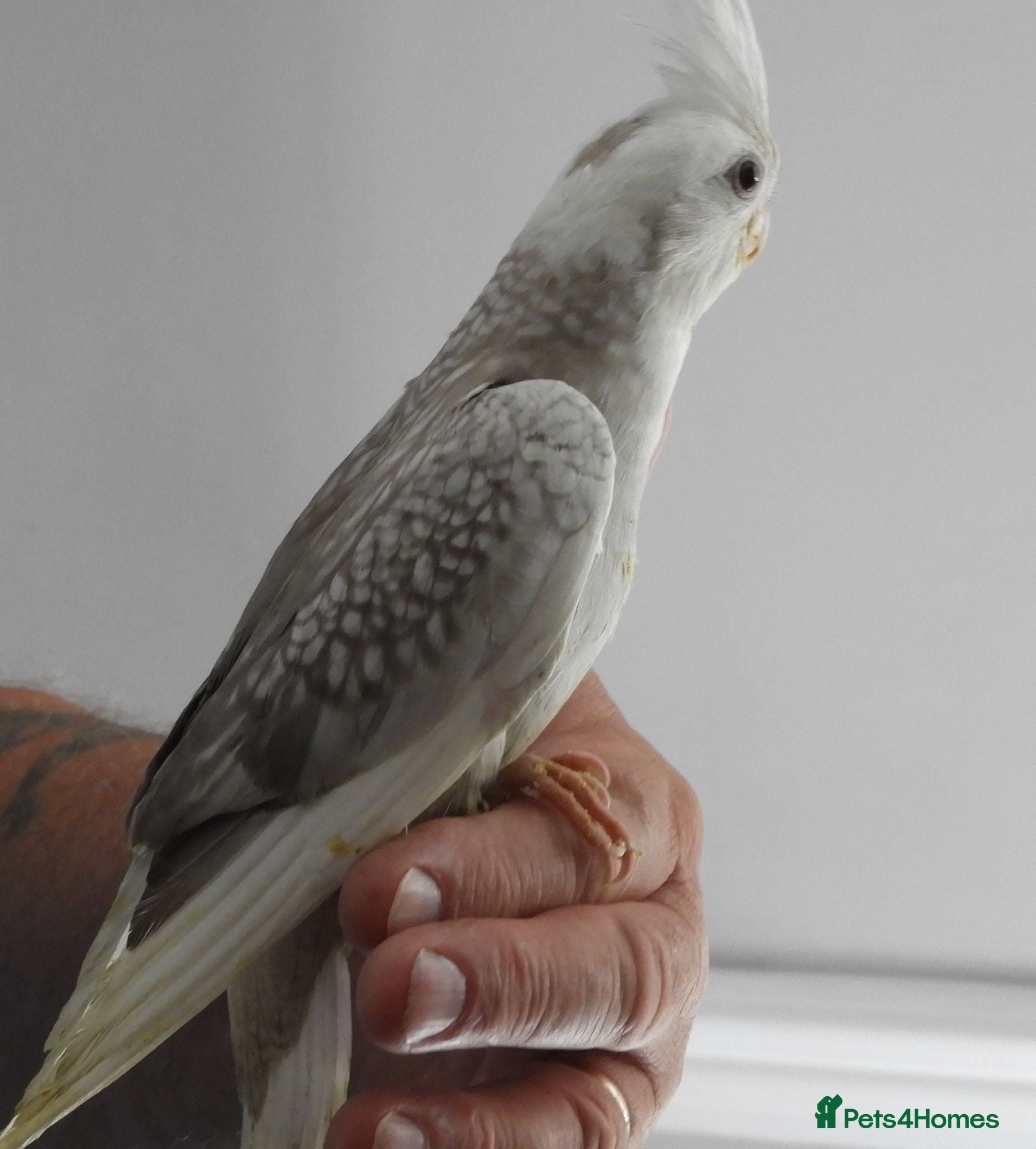Cockatiels birds Hand Reared Cockatiels - Advert 1