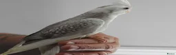 Cockatiels birds for sale: Hand Reared Cockatiels - Advert 6