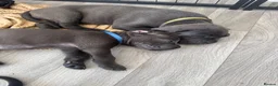 Cane Corso dogs for sale: Cane corso puppies🐶🐾 - Advert 15