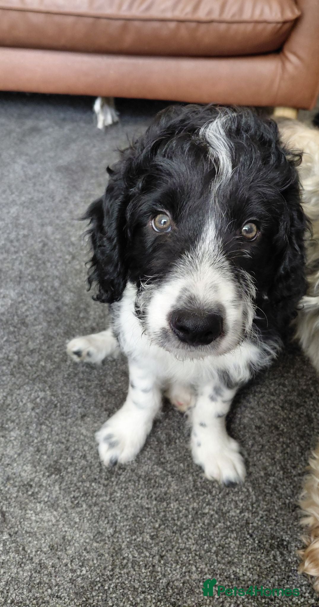 Mixed Breed dogs 3 Puppies looking for their new forever homes - Advert 1