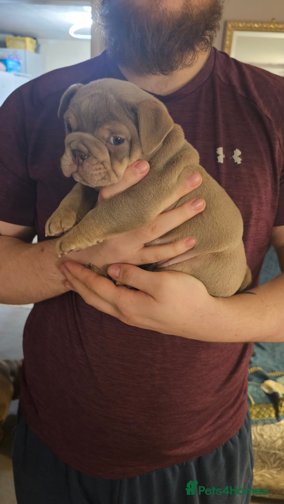 English Bulldog dogs for sale:  English Bulldogs - Advert 2