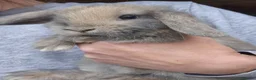 Mini Lop rabbits for sale: Mini lop babys ready now.  - Advert 2