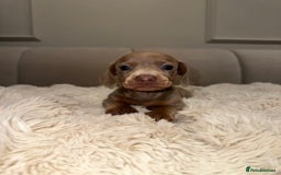 Miniature Dachshund dogs for sale: Stunning ISABELLA miniature dachshunds  - Image 3