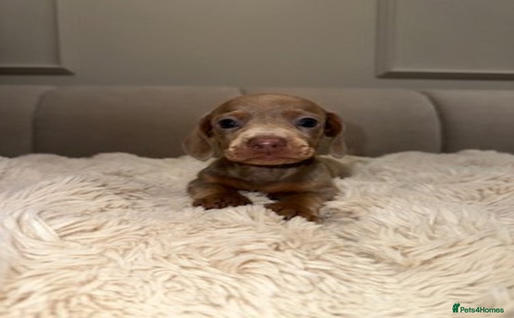 Miniature Dachshund dogs Stunning ISABELLA miniature dachshunds  - Advert 3