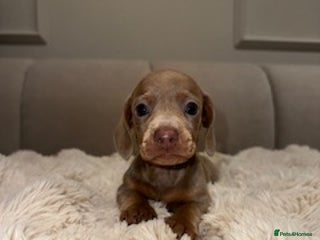 Miniature Dachshund dogs Stunning ISABELLA miniature dachshunds - Advert 6