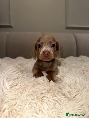 Miniature Dachshund dogs Stunning ISABELLA miniature dachshunds - Advert 3