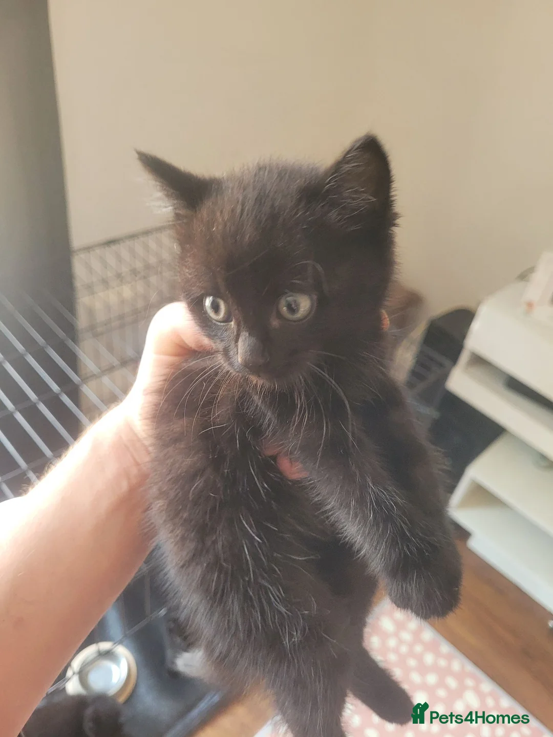 Mixed Breed cats for sale: 4 black kittens 3 girls one boy in St Albans - Advert 6