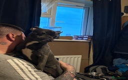 French Bulldog dogs for sale: Blue French bulldog bitch  - Advert 2