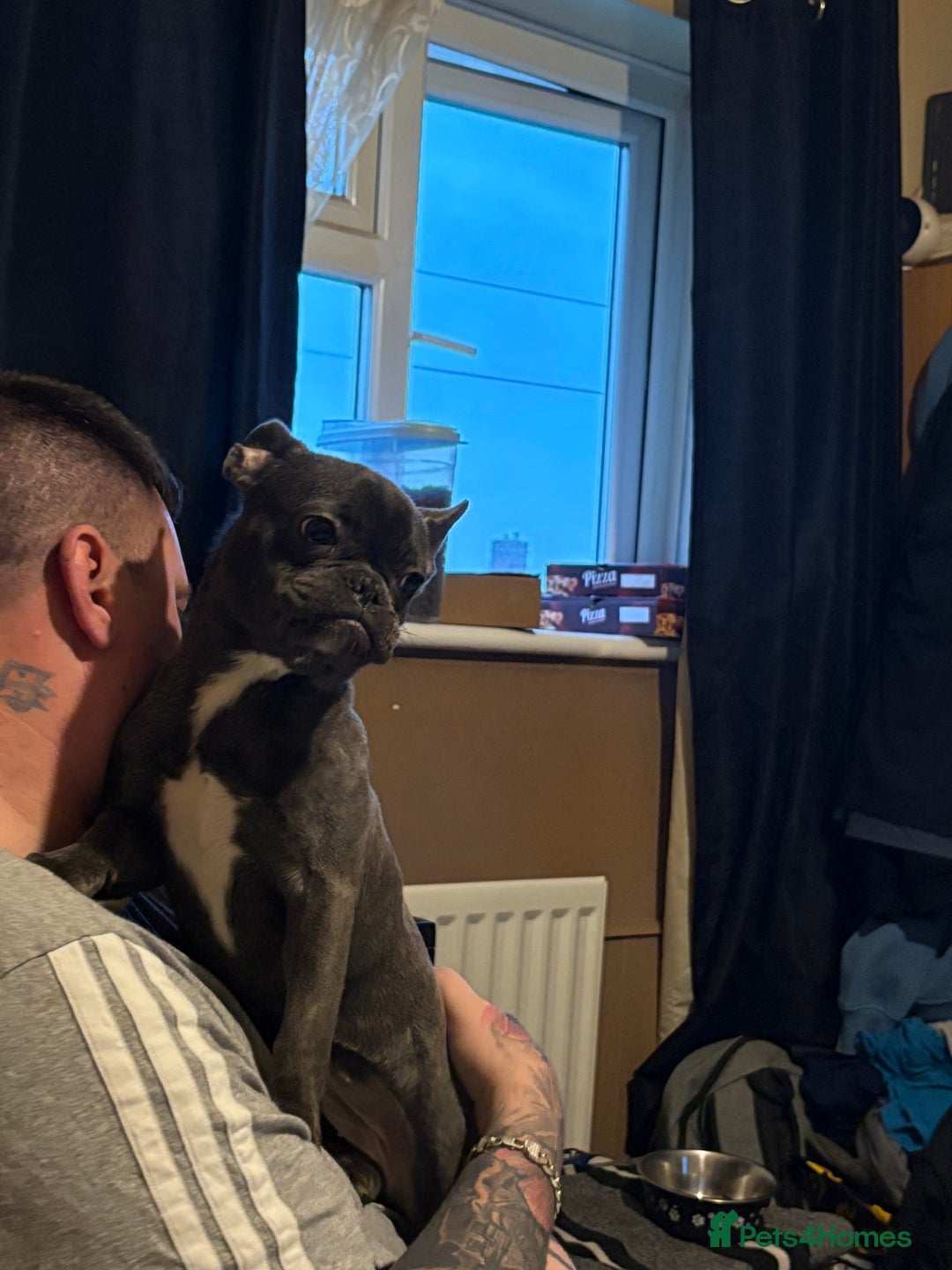 French Bulldog dogs for sale: Blue French bulldog bitch  - Advert 2