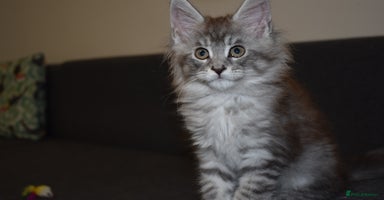 Maine Coon cats - Advert 14