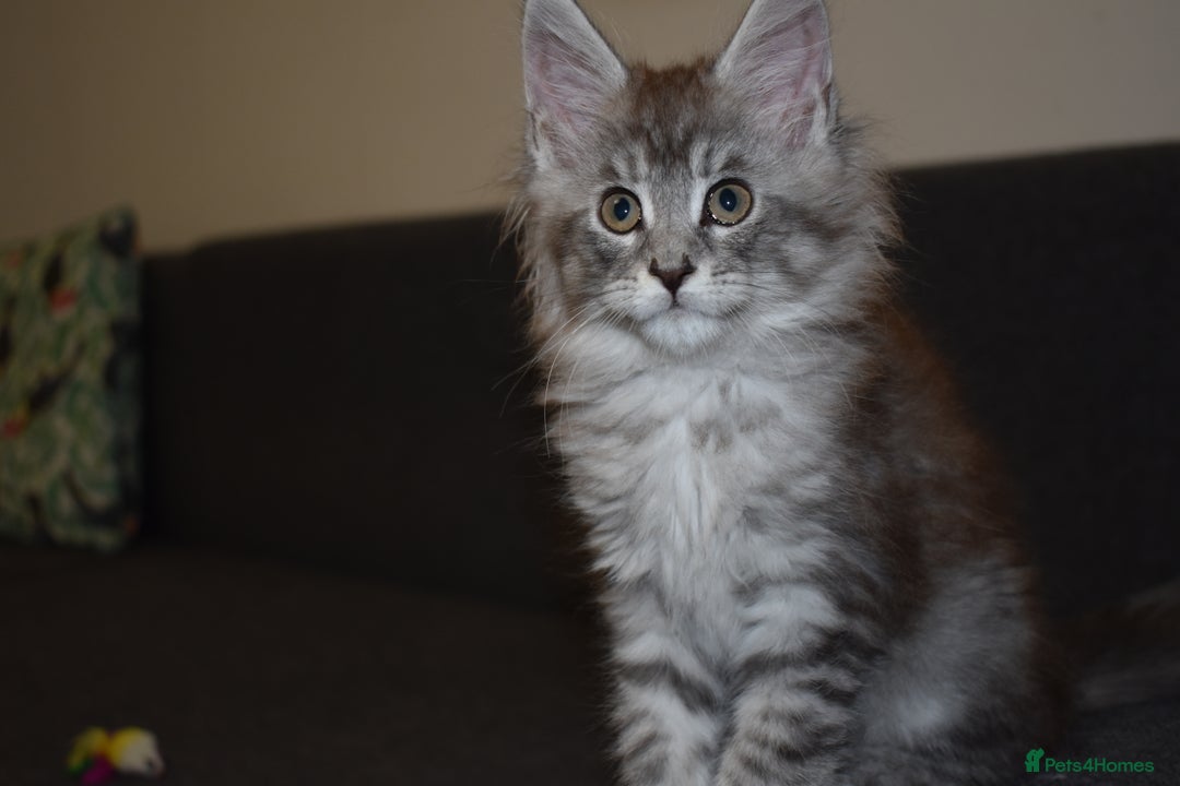 Maine Coon cats for sale: 💕💕💕5 Amazing Maine Coon kittens💕💕💕  - Image 30