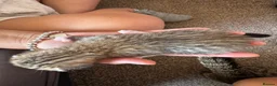 Bengal cats for sale: Bengal x Tabby kittens in Weymouth - Advert 23