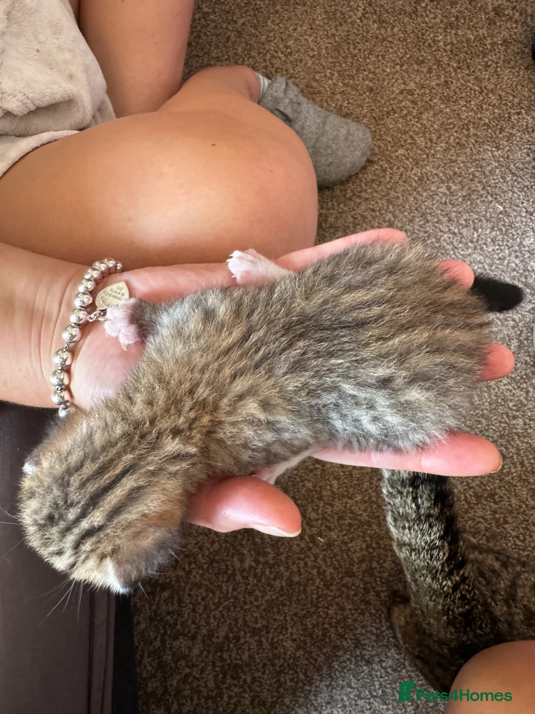 Bengal cats for sale: Bengal x Tabby kittens in Weymouth - Advert 23