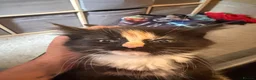 Mixed Breed cats for sale: Calico or a tortoiseshell - Advert 2