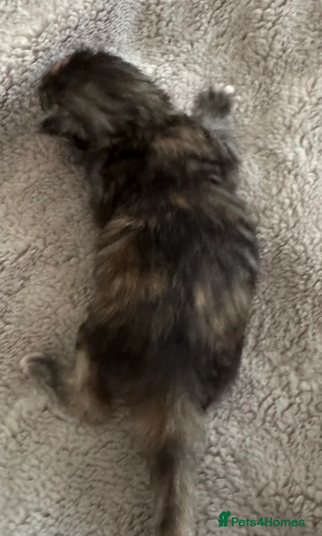 Maine Coon cats for sale: A stunning litter of Maine coon kittens  - Advert 5