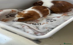 Guinea Pig rodents for sale: 3 x girl Guinea Pigs - Image 3