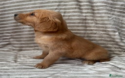 Golden Retriever dogs for sale: Ready🏡 health tested Golden Retriever babies🤍🧬 - Image 12