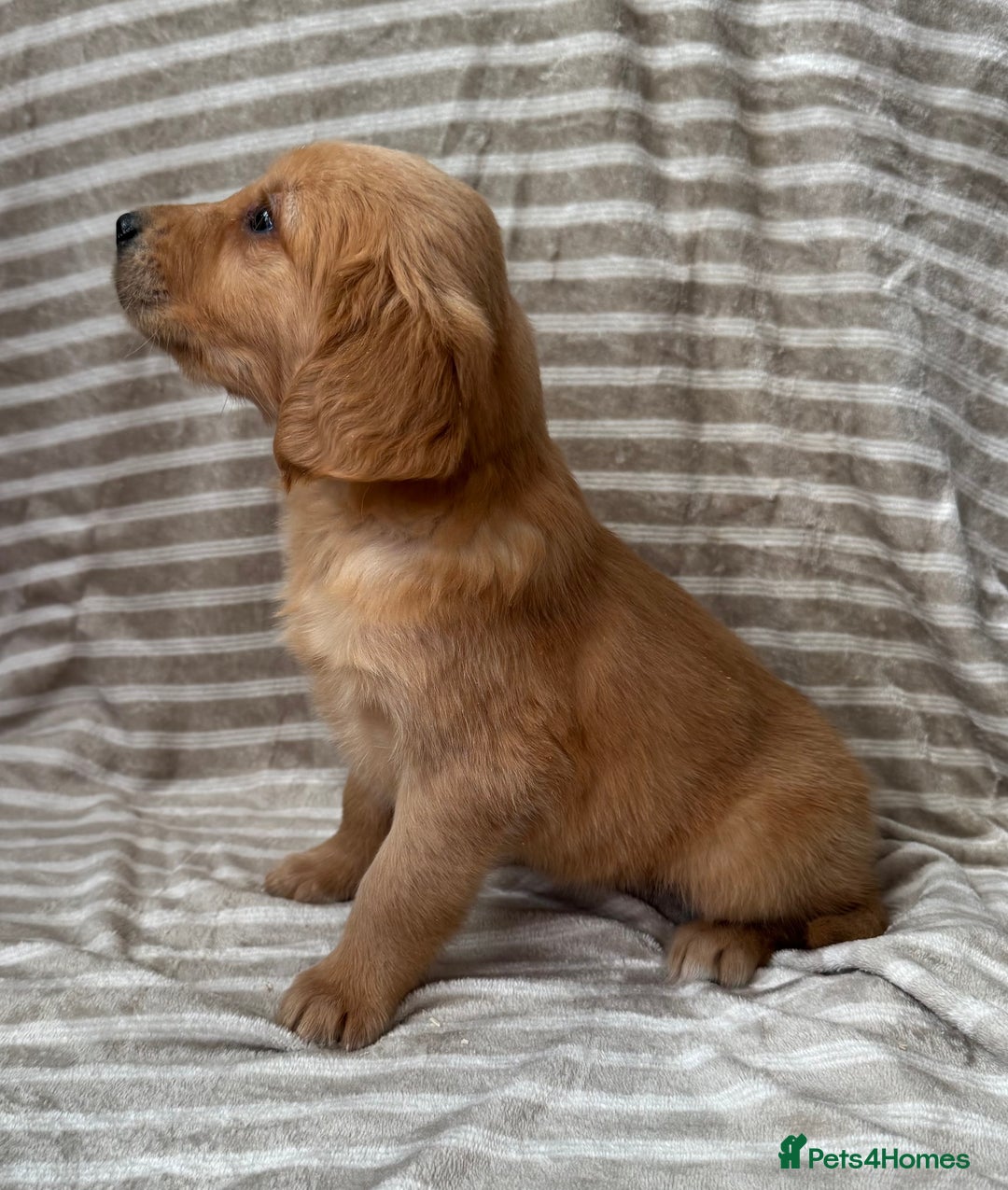 Golden Retriever dogs for sale: Ready🏡 health tested Golden Retriever babies🤍🧬 - Image 12