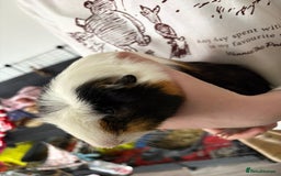 Guinea Pig rodents for sale: Male guinea pigs all different breeds  - Image 1