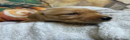 Labrador Retriever dogs for sale: Nine little puppies Nine gorgeous personalities 🐶 - Advert 15