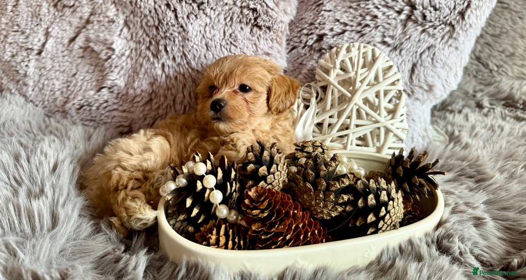 Maltipoo dogs for sale: F1 Beautiful Maltipool Puppies - Advert 24
