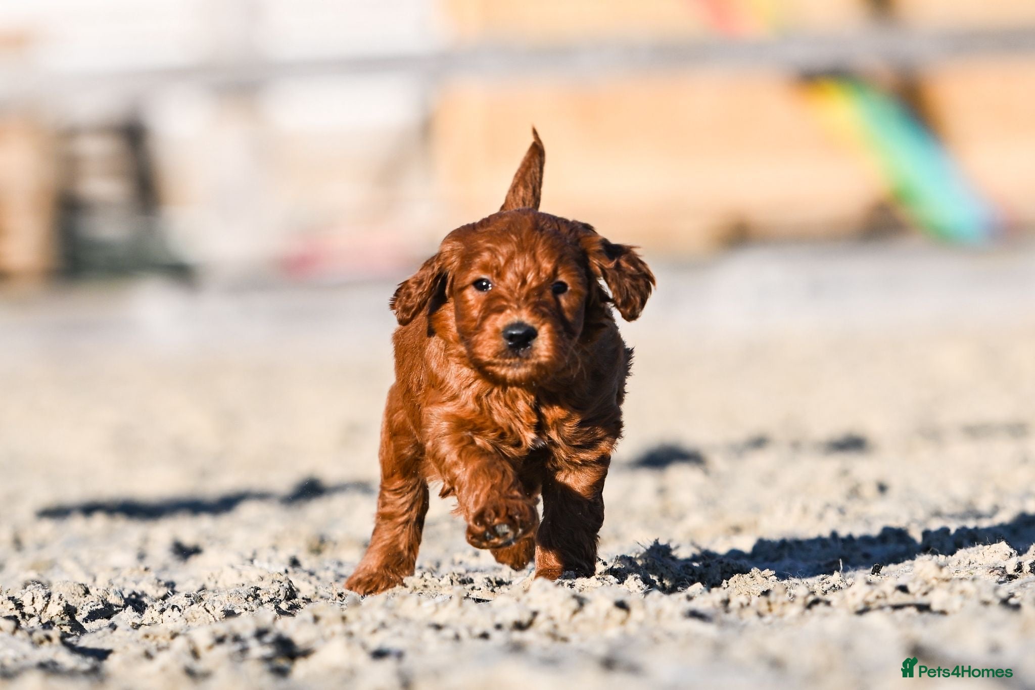 Mini Goldendoodle dogs BEAUTIFUL MINI GOLDENDOODLES  - Advert 1