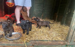 Belgian Shepherd Dog dogs for sale: Litter  - Image 15