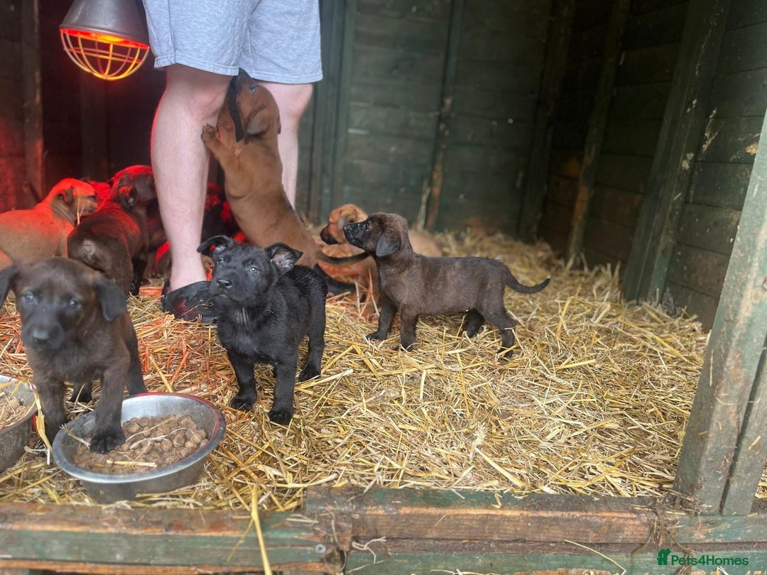 Belgian Shepherd Dog dogs for sale: Litter  - Image 15