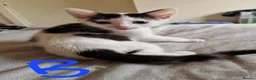 Mixed Breed cats for sale: Lovely kittens looking for forever homes - Advert 16