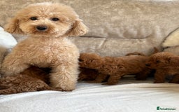 Miniature Poodle dogs for sale: 4 gorgeous miniature girl poodles - Advert 3