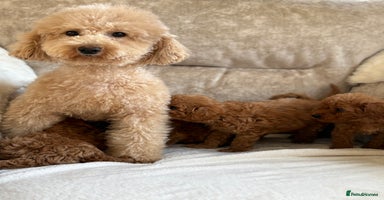 Miniature Poodle dogs - Advert 7