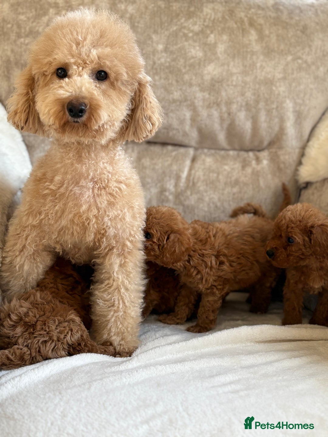 Miniature Poodle dogs for sale: 4 gorgeous miniature girl poodles - Advert 3